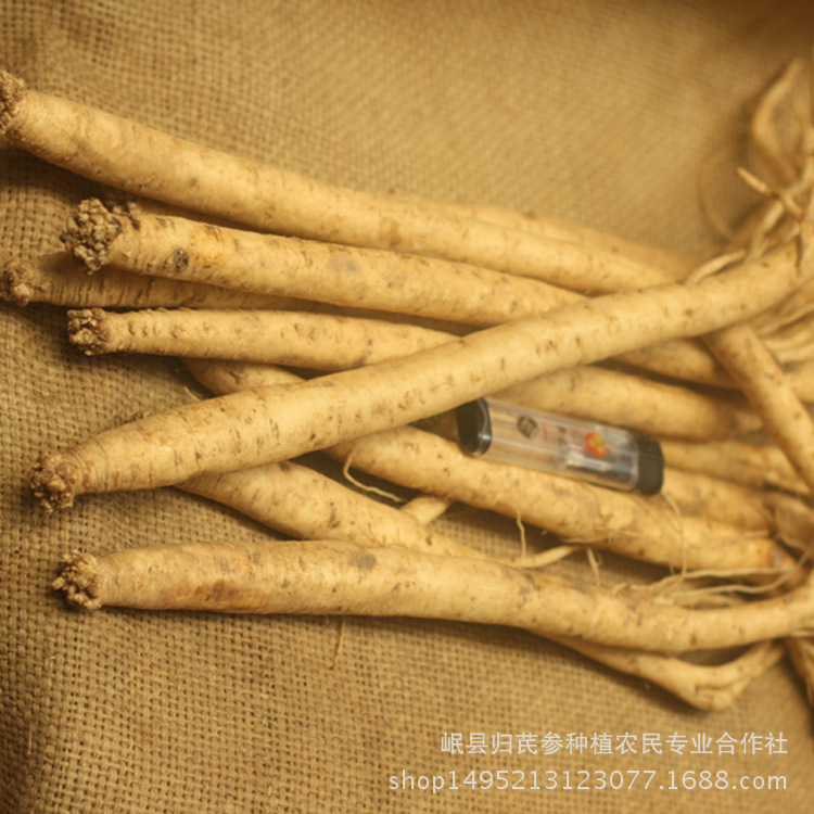 党参苗採挖